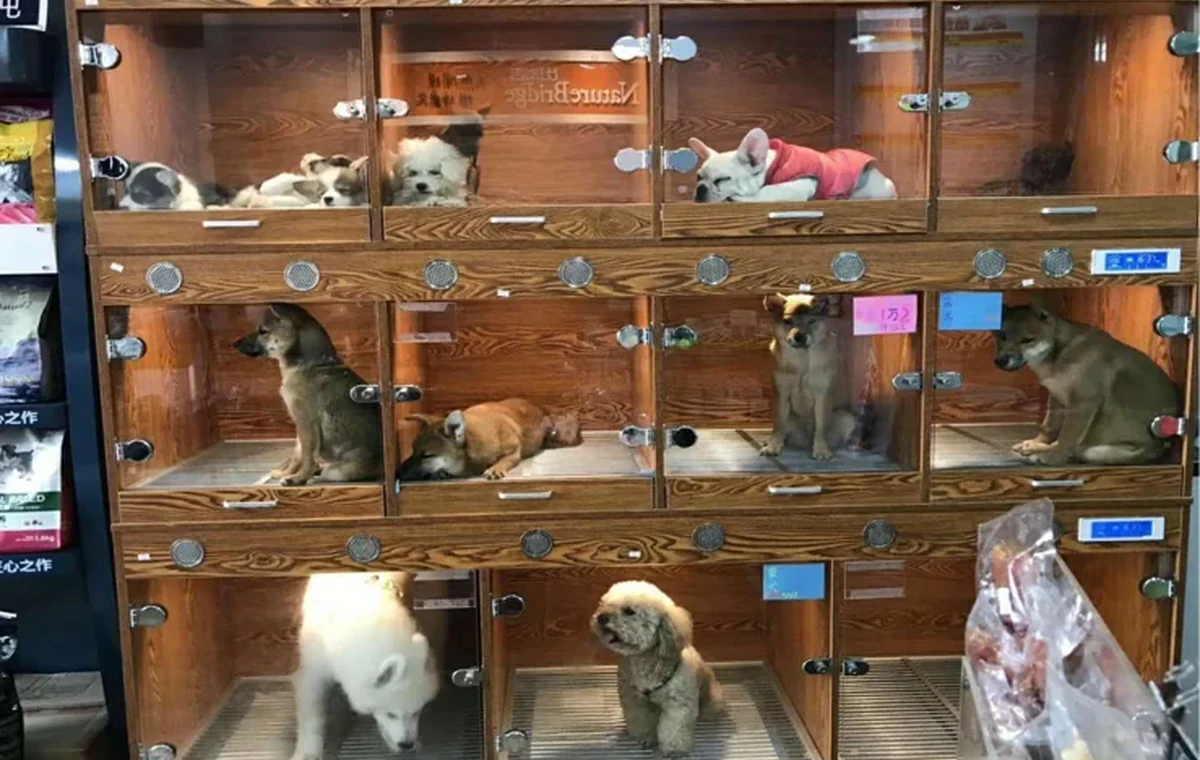 Pet-care facility with dogs